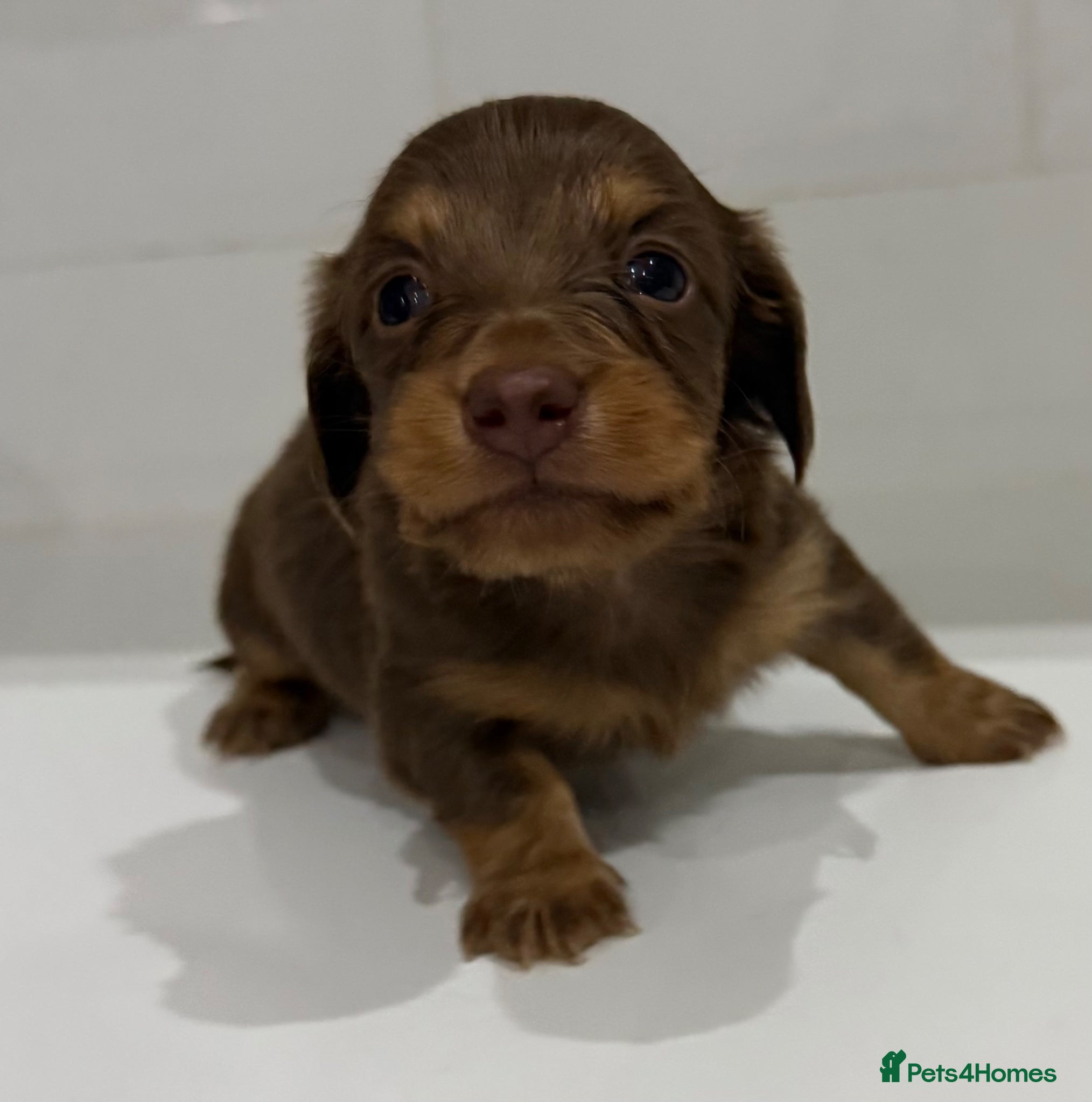 Miniature Dachshund dogs Beautiful Miniature dachshunds  - Advert 2