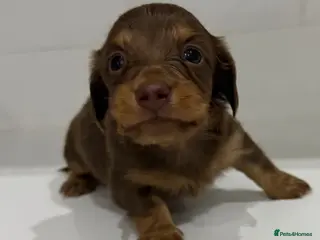 Miniature Dachshund dogs Beautiful Miniature dachshunds - Advert 2