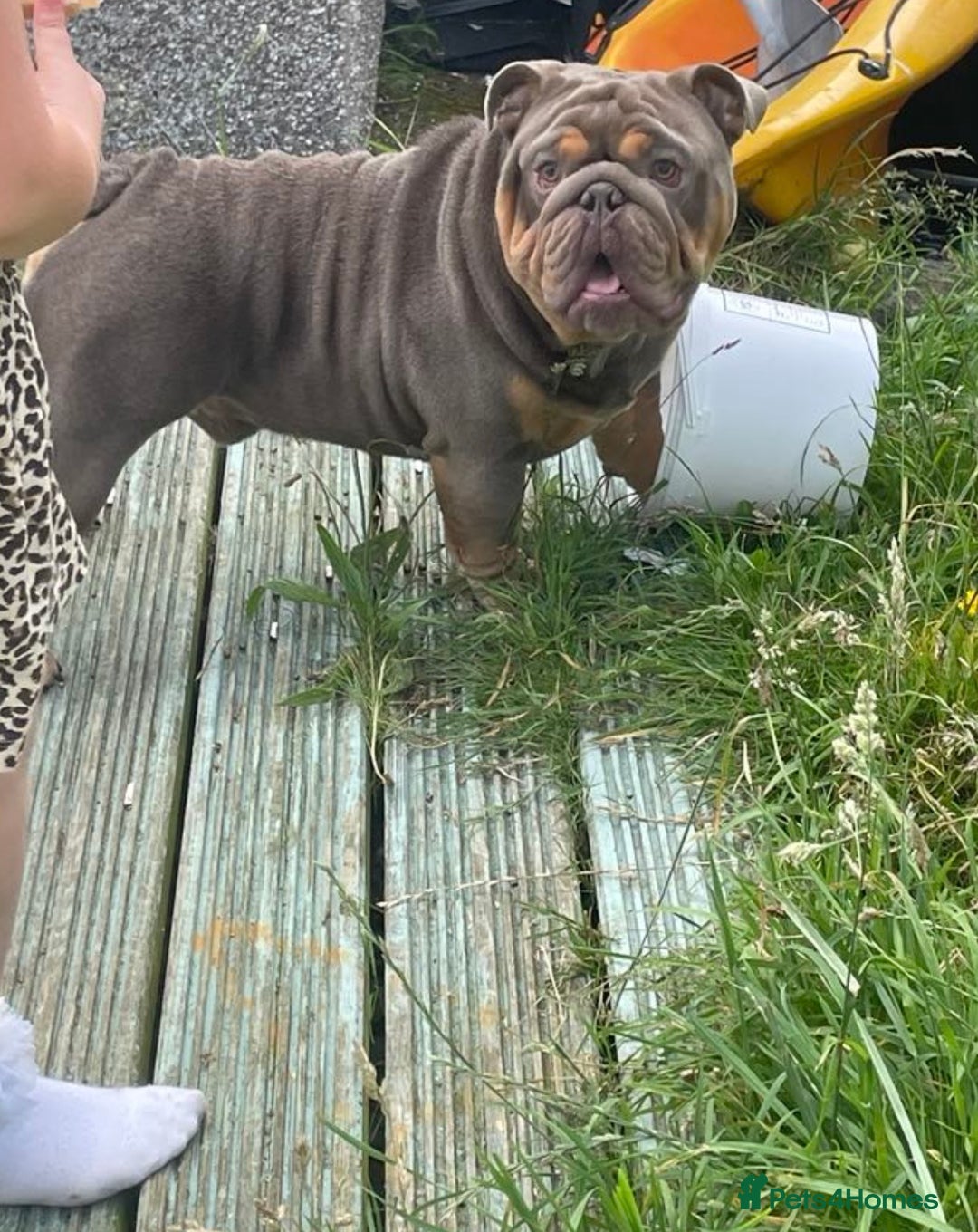 English Bulldog dogs for sale: Stunning English Bulldog Puppies - Advert 11