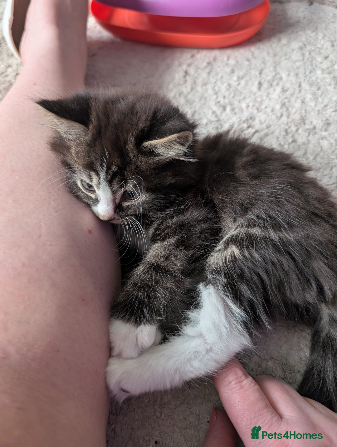 Siberian cats for sale: Siberian crossed kittens  - Advert 5