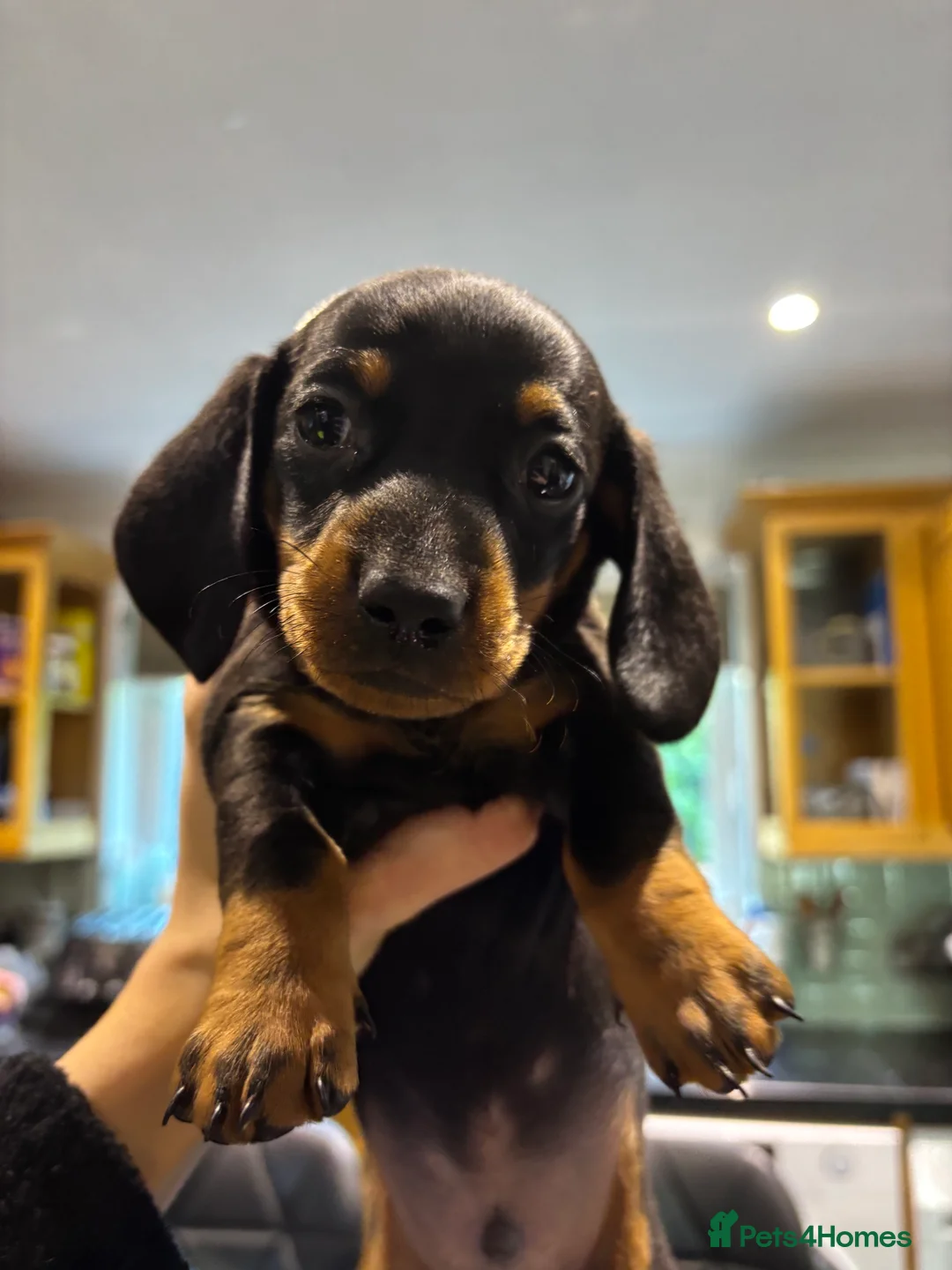 Miniature Dachshund dogs for sale: Miniature dachshunds ready for new homes 🤍 - Advert 10