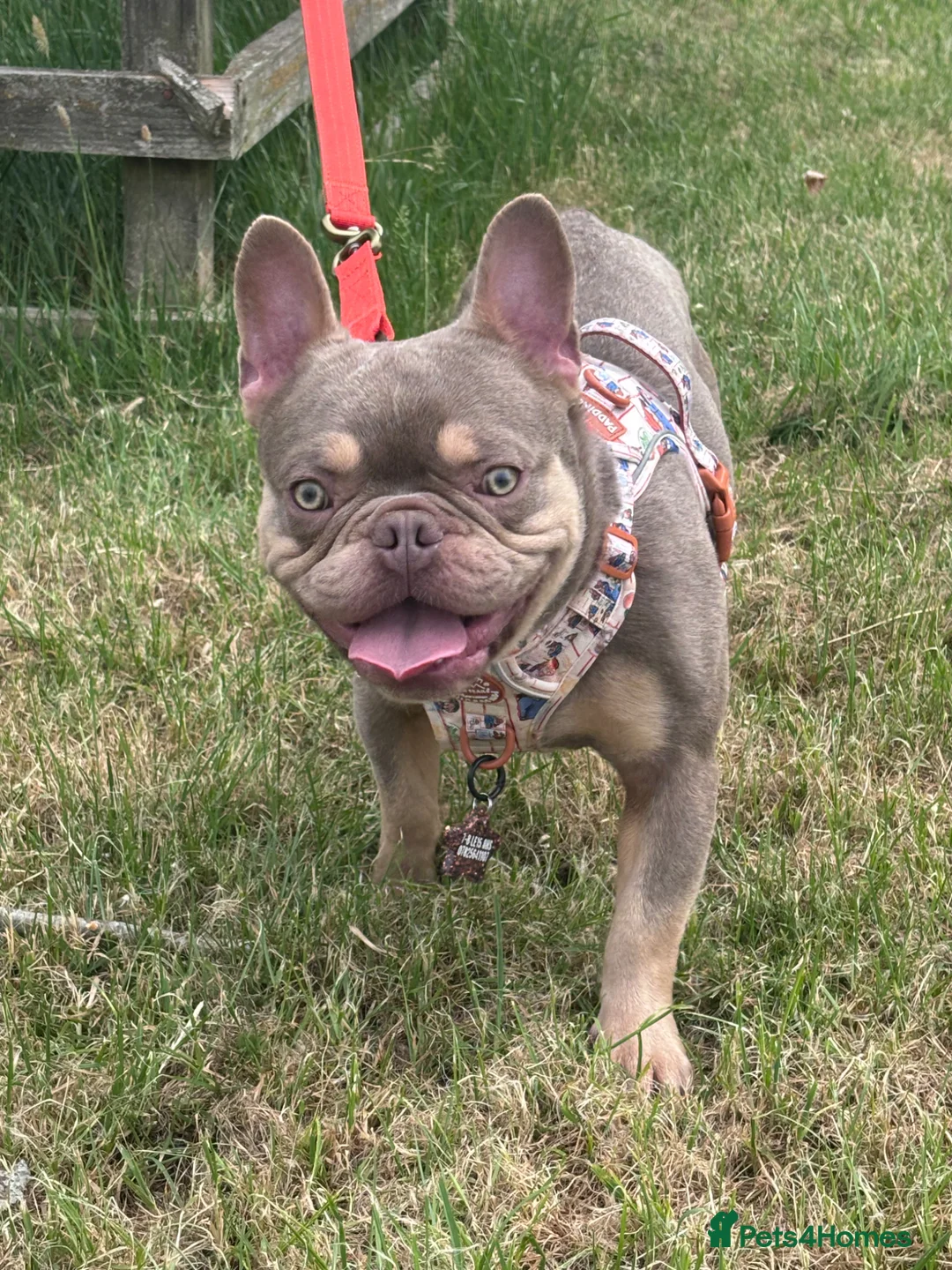 French Bulldog dogs for stud: Isabella & tan carrying fluffy stud  - Advert 1