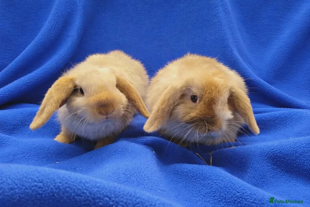 Dutch rabbits for sale: Rabbits for sale  - Advert 2