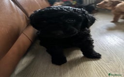 Miniature Poodle dogs for sale: Beautiful miniature poodles  - Advert 8