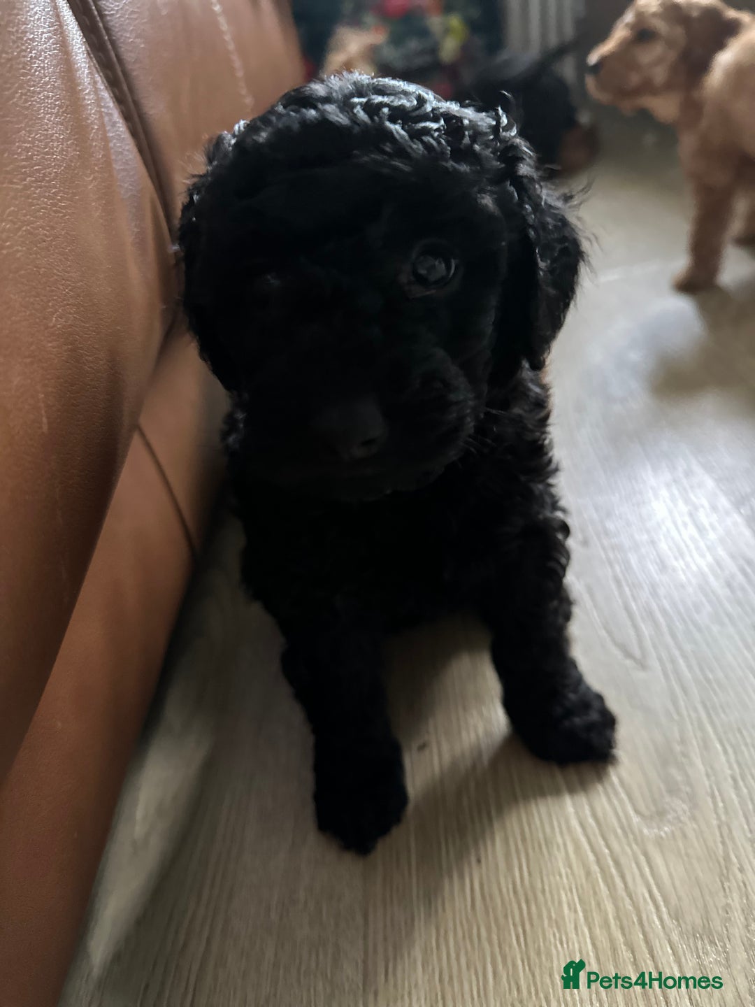 Miniature Poodle dogs for sale: Beautiful miniature poodles  - Advert 8