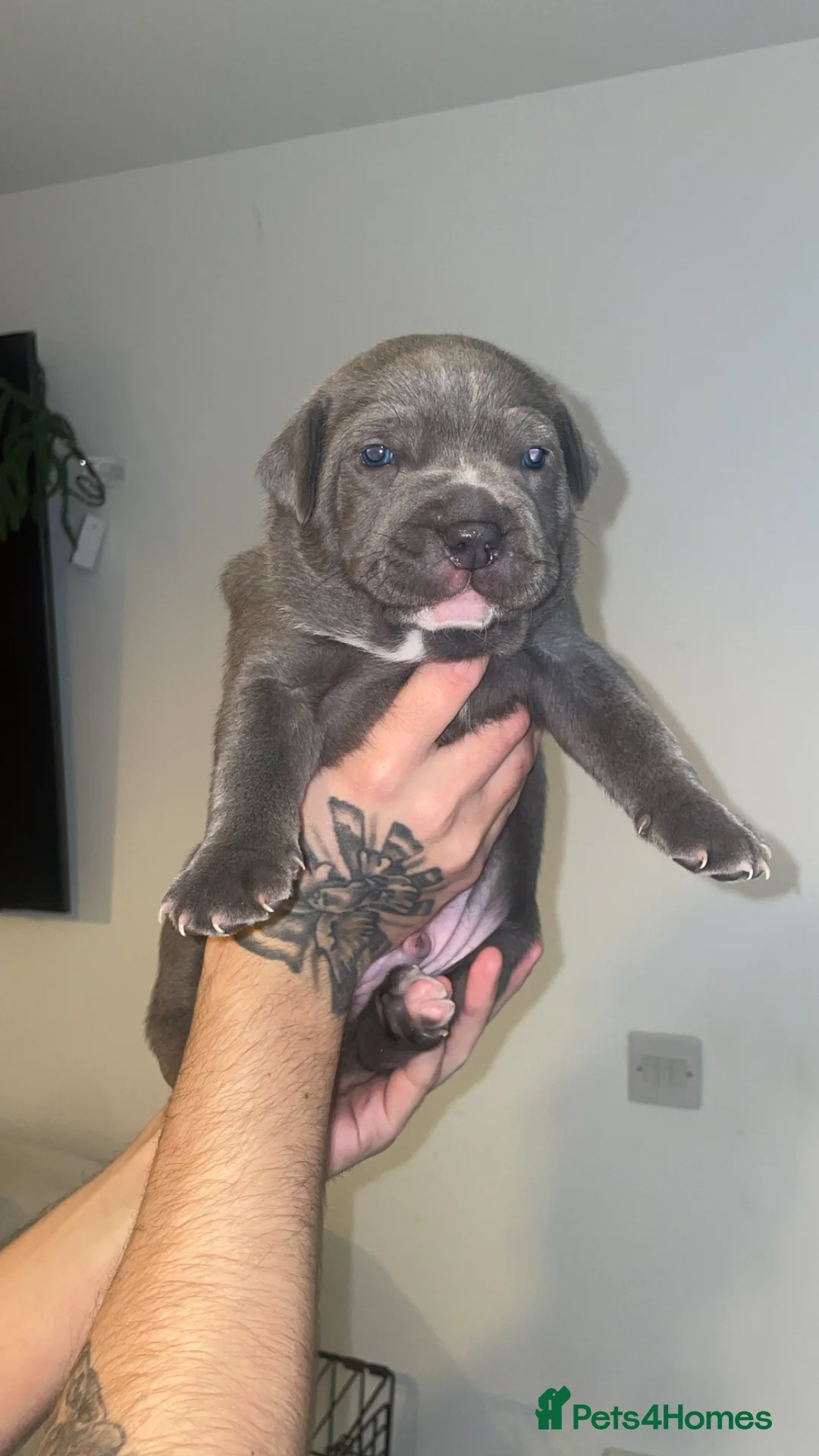 Staffordshire Bull Terrier dogs for sale: Blue staffie puppies   - Advert 25
