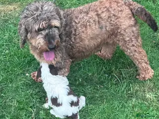 Cockapoo dogs Beautiful F2 Cockapoo Puppies For Sale 🐾 - Advert 1
