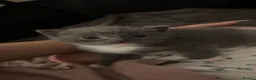 British Shorthair cats for sale: British shorthair kittens - Advert 9