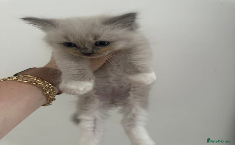 Ragdoll cats - Advert 2