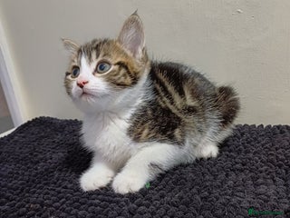 Mixed Breed cats Ready Tabby & White kitties - Advert 6
