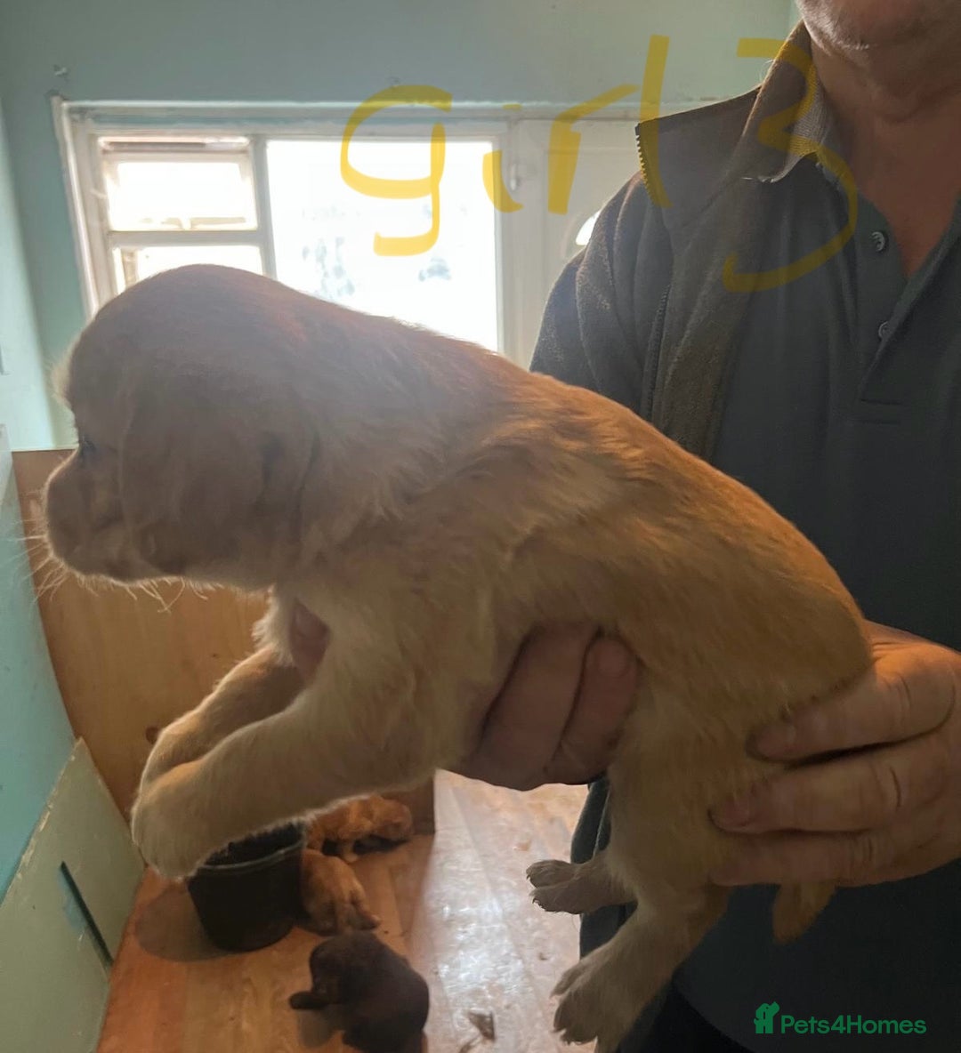 Labradoodle dogs for sale: Labradoodle puppies for sale  - Image 8