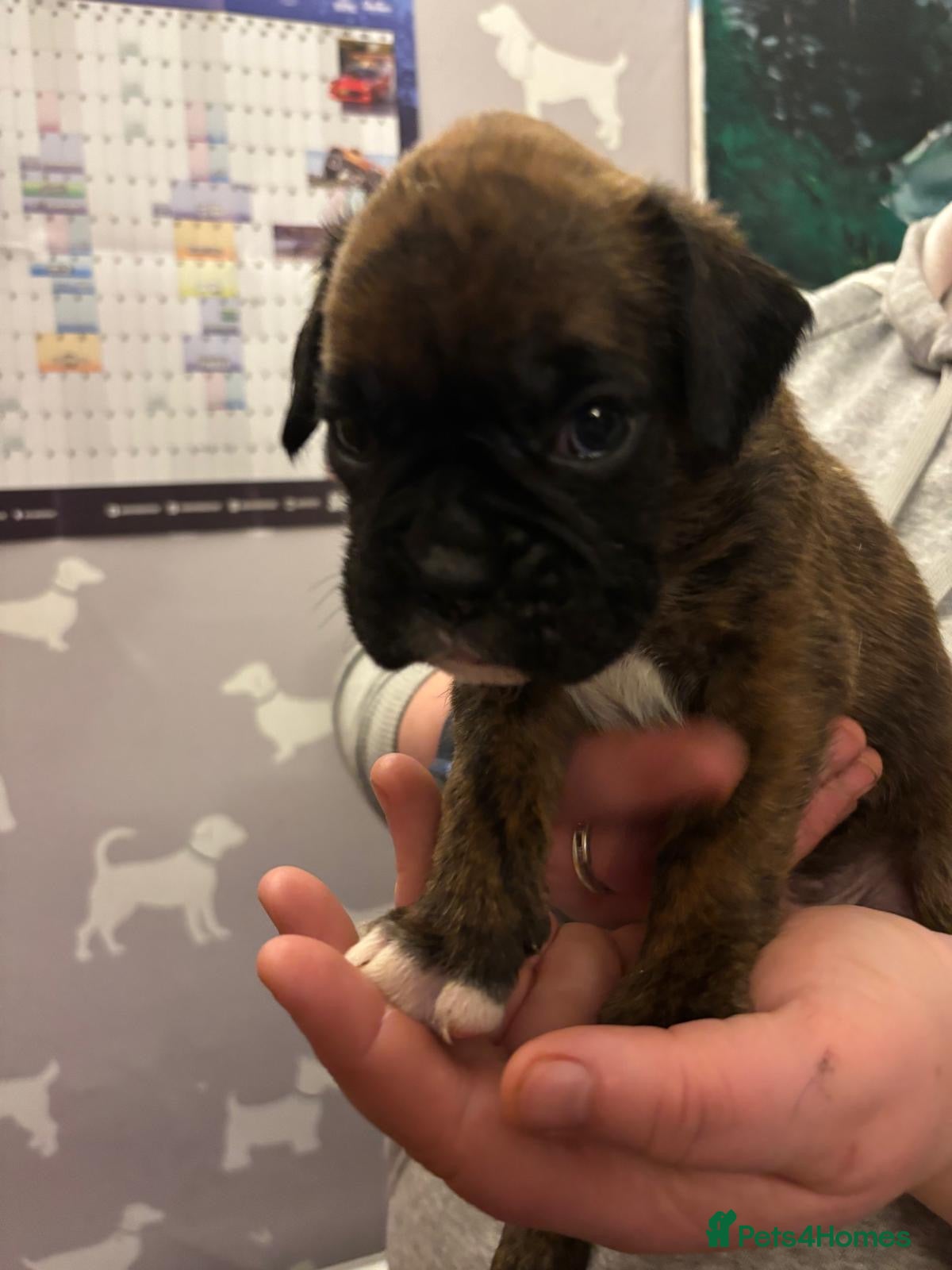 Boxer dogs Health Tested Pedigree Boxers  - Advert 2