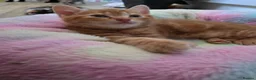 Mixed Breed cats for sale: Mixed breed kittens - Advert 8
