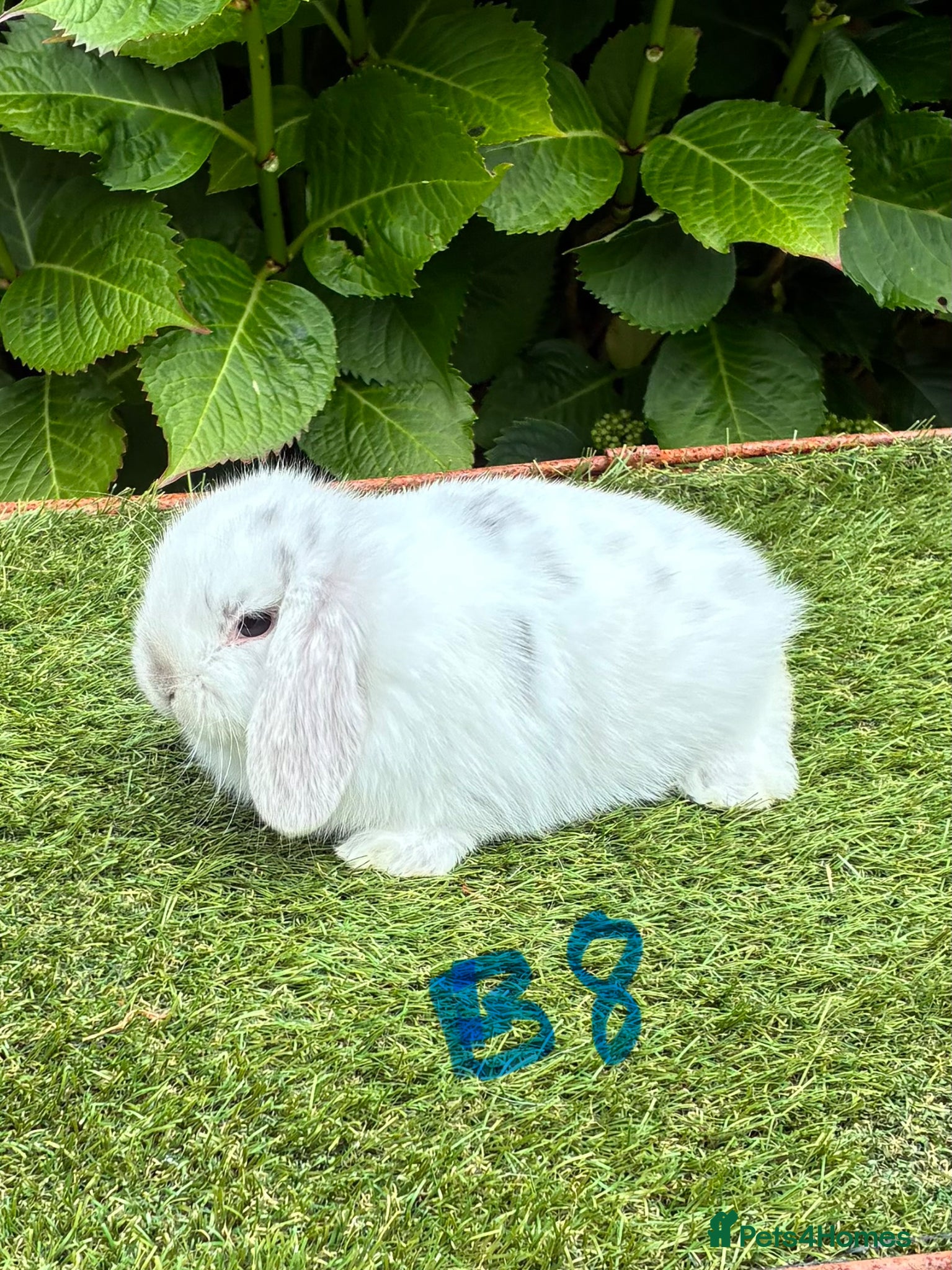 Mini Lop rabbits Pure bred mini lops baby rabbits. - Advert 2