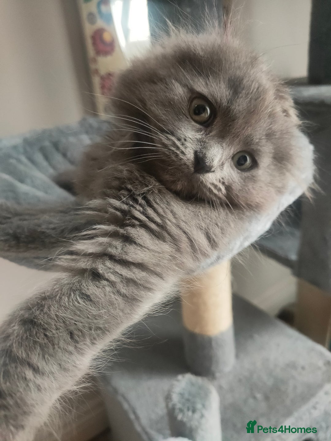Ragdoll cats for sale: Beautifully half ragdoll kittens  - Image 15