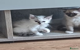 Ragdoll cats for sale: 3 gorgeous fluffy ragdoll kittens  - Image 1