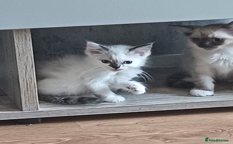 Ragdoll cats - Advert 2