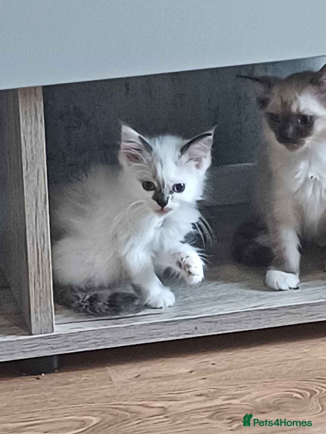 Ragdoll cats for sale: 3 gorgeous fluffy ragdoll kittens  - Image 1