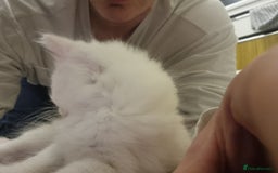 Mixed Breed cats for sale: Adorable Kittens looking for Their Forever Home - Image 7