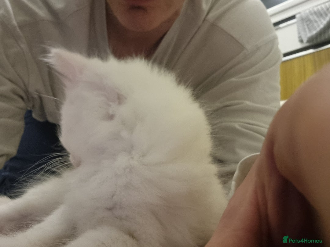 Mixed Breed cats for sale: Adorable Kittens looking for Their Forever Home - Image 7