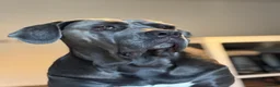 Mixed Breed dogs for sale: Cane Corso x Dalmatian puppies in Wantage - Advert 19