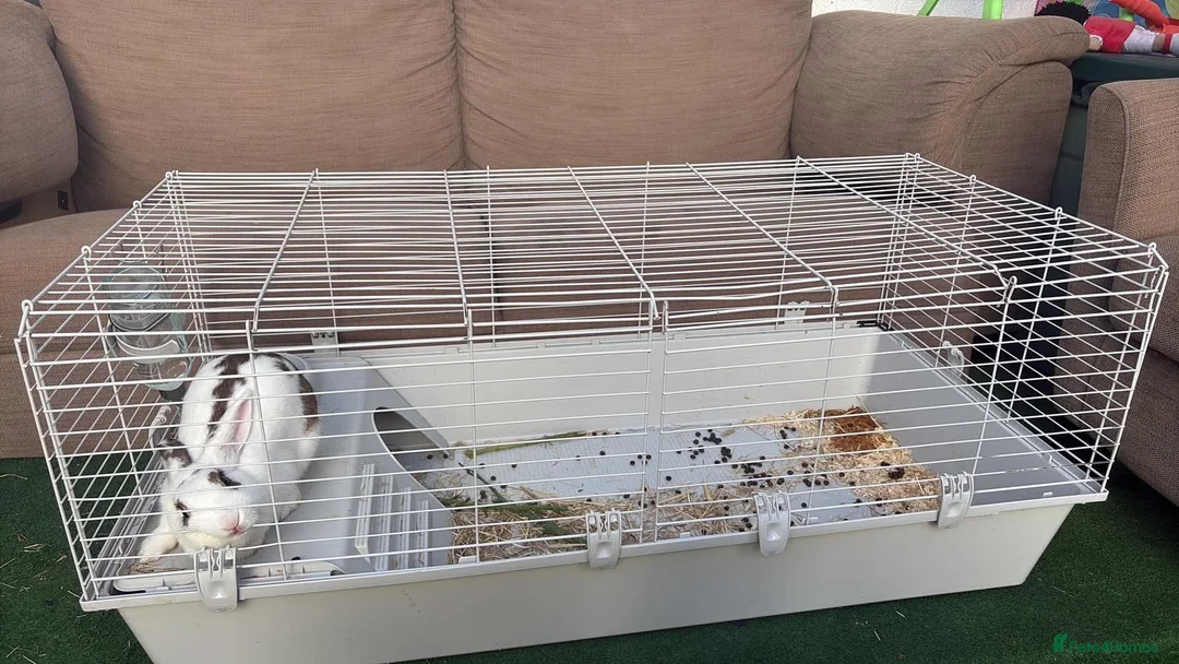 Mixed Breed rabbits for sale: Rabbit  in Portsmouth - Advert 4
