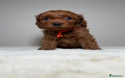 Cavapoo dogs for sale: F1 Cavapoo puppies.  - Image 16