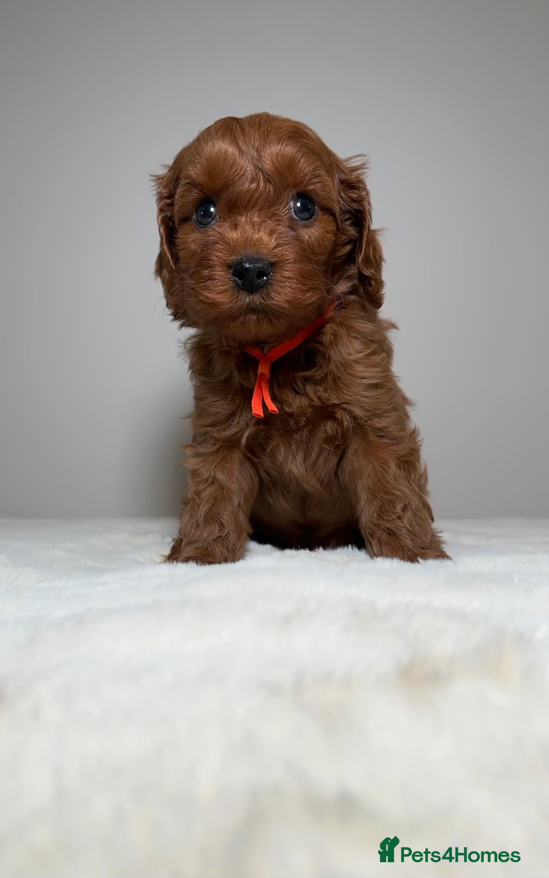 Cavapoo dogs for sale: F1 Cavapoo puppies.  - Image 16