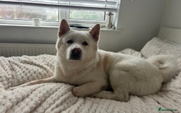 Mixed Breed dogs for sale: Japanese Bear-headed Akita X Dobermann hybrids  - Image 16
