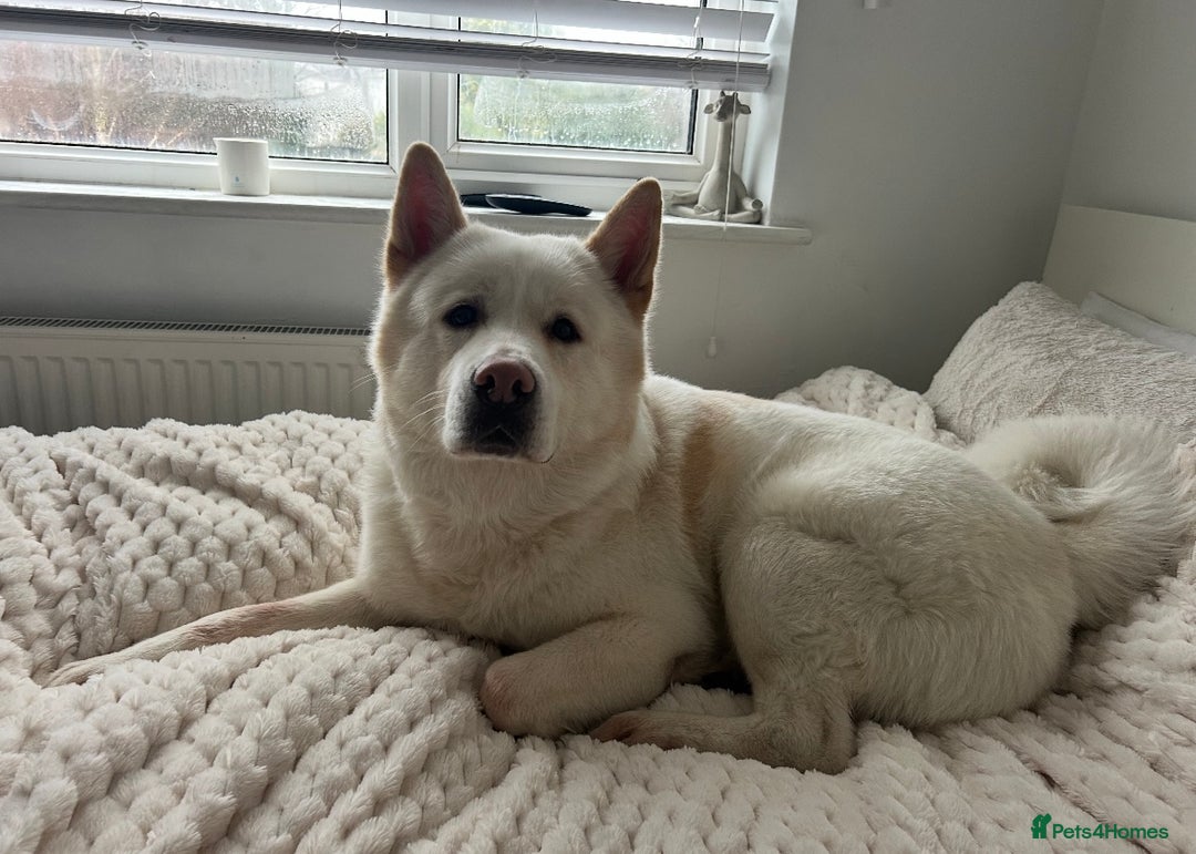 Mixed Breed dogs for sale: Japanese Bear-headed Akita X Dobermann hybrids  - Image 16