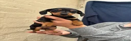 Miniature Dachshund dogs for sale: Miniature dachshund  - Advert 3
