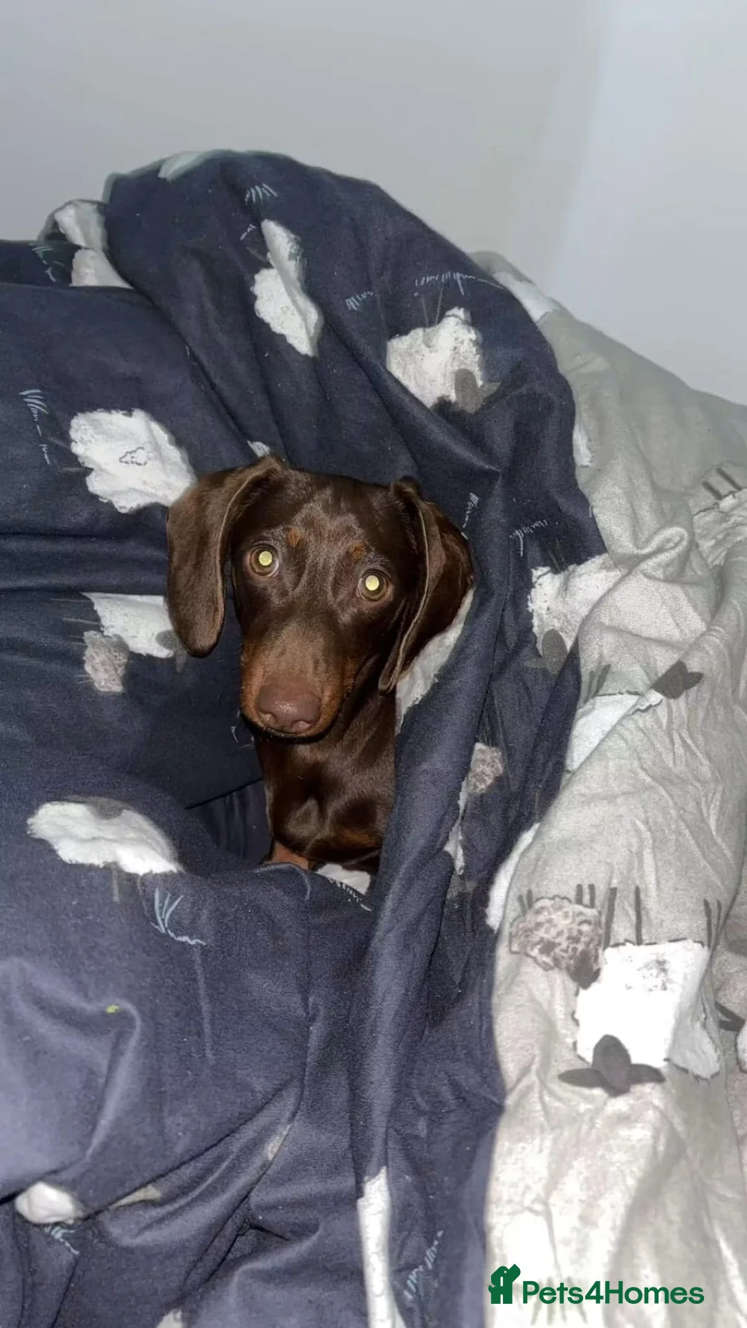 Miniature Dachshund dogs for sale: Available now. Mini KC registered dachshund - Advert 2