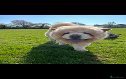 Chow Chow dogs for stud: Cream chow chow Stud  - Image 6