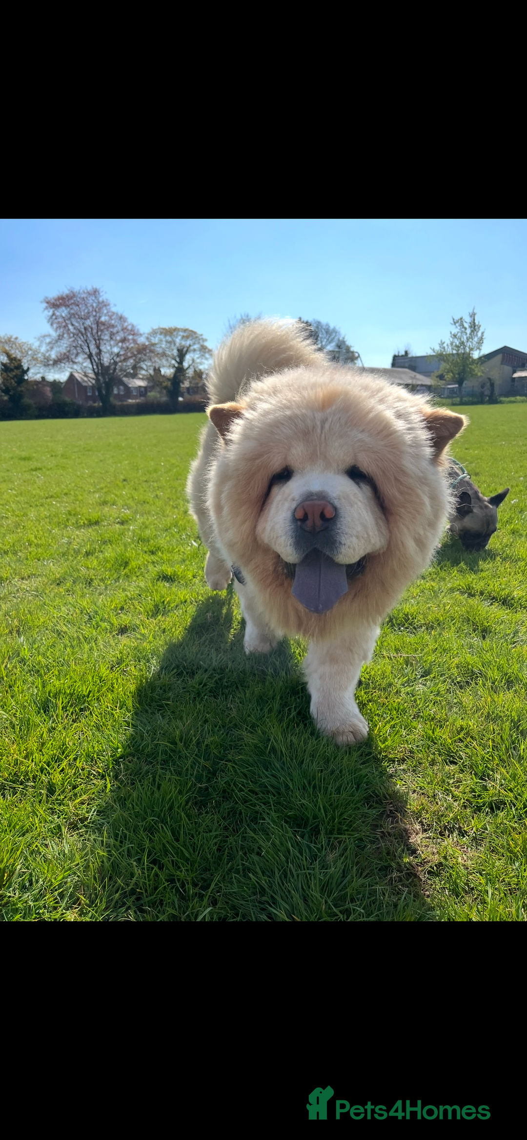 Chow Chow dogs for stud: Cream chow chow Stud  - Image 6