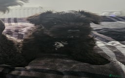 Miniature Schnauzer dogs for sale: Miniature Schnauzer puppies - Image 7
