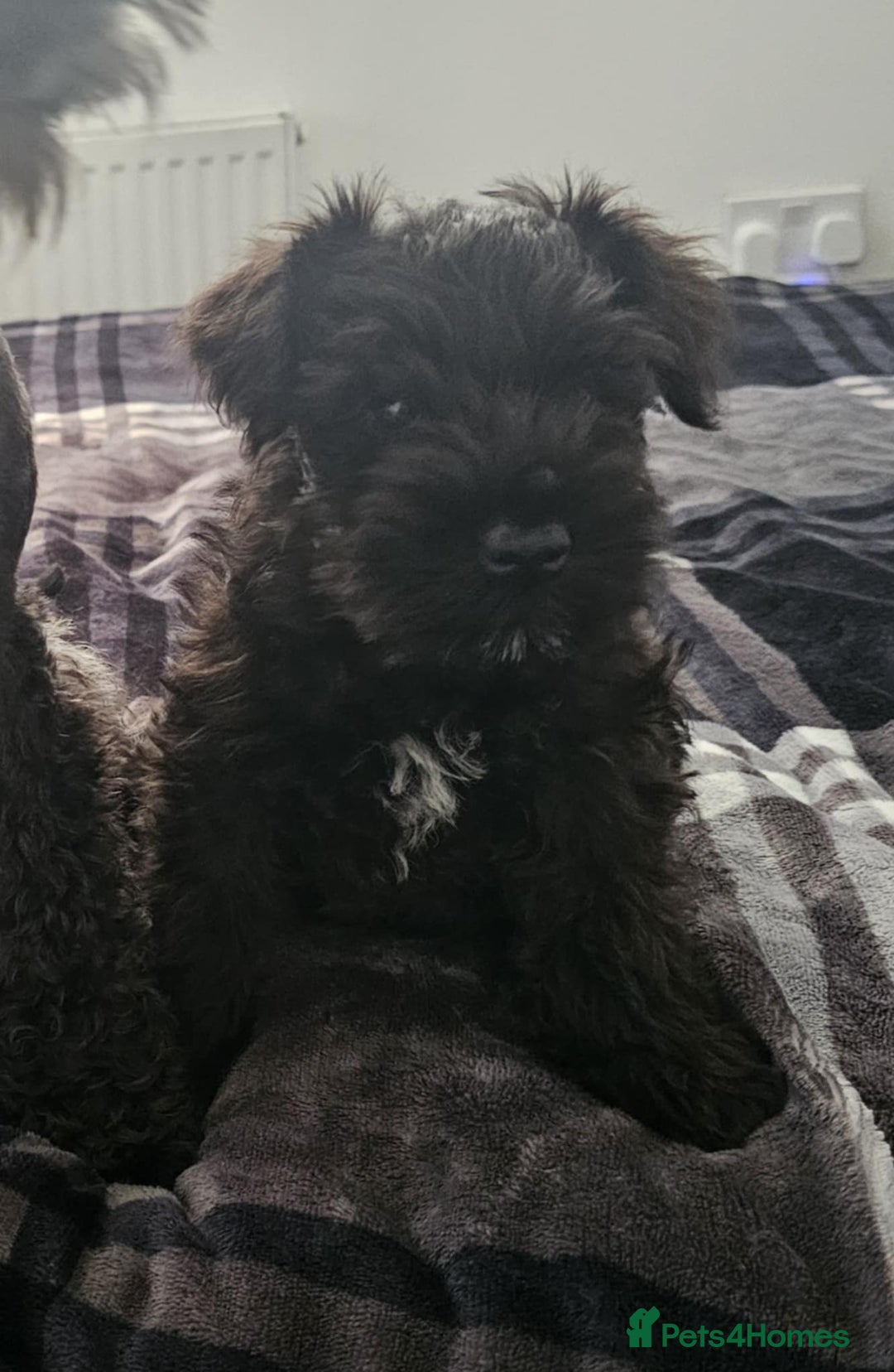 Miniature Schnauzer dogs for sale: Miniature Schnauzer puppies - Image 7