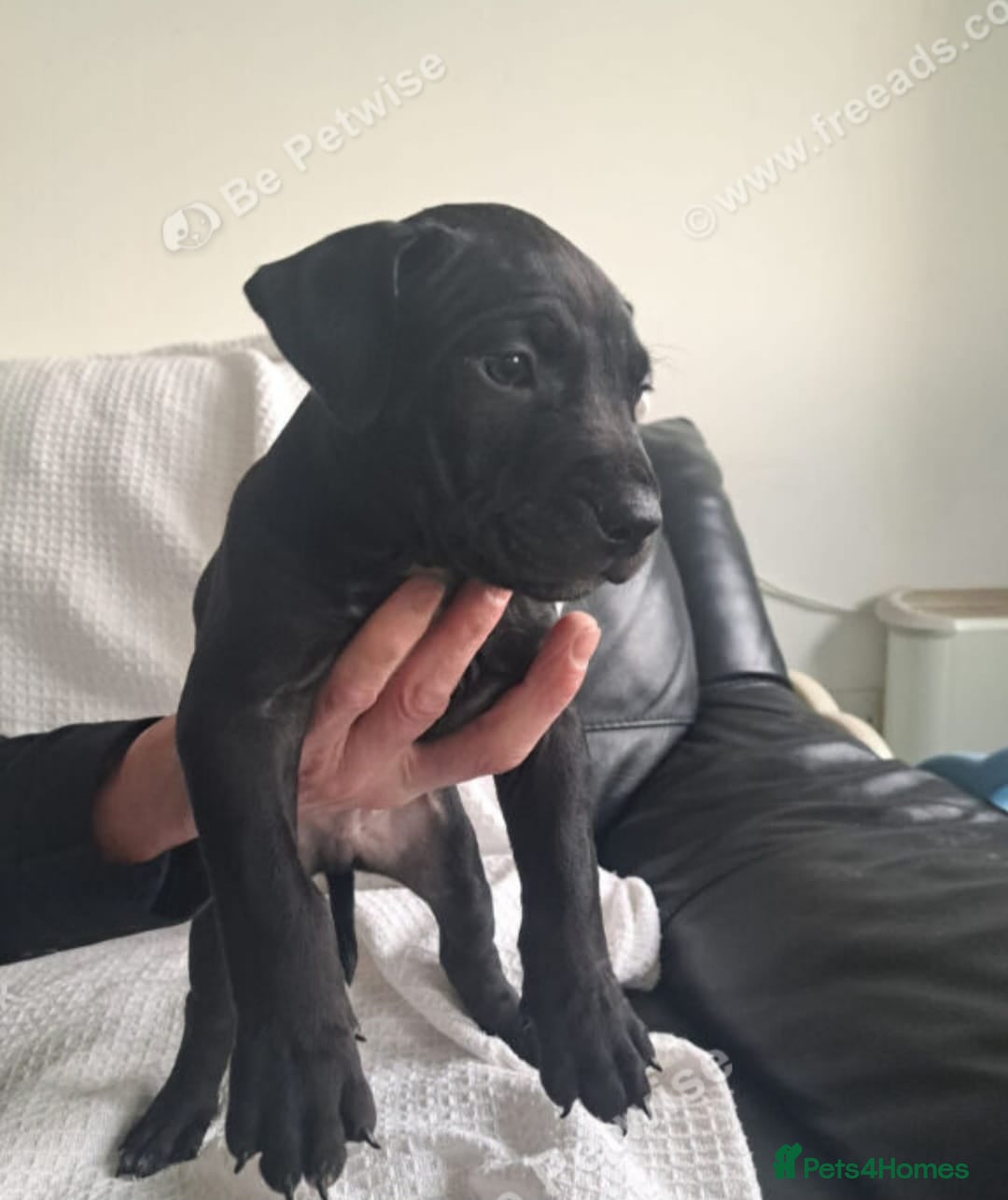 Mixed Breed dogs American staffordshire cross english bull terrier - Advert 1