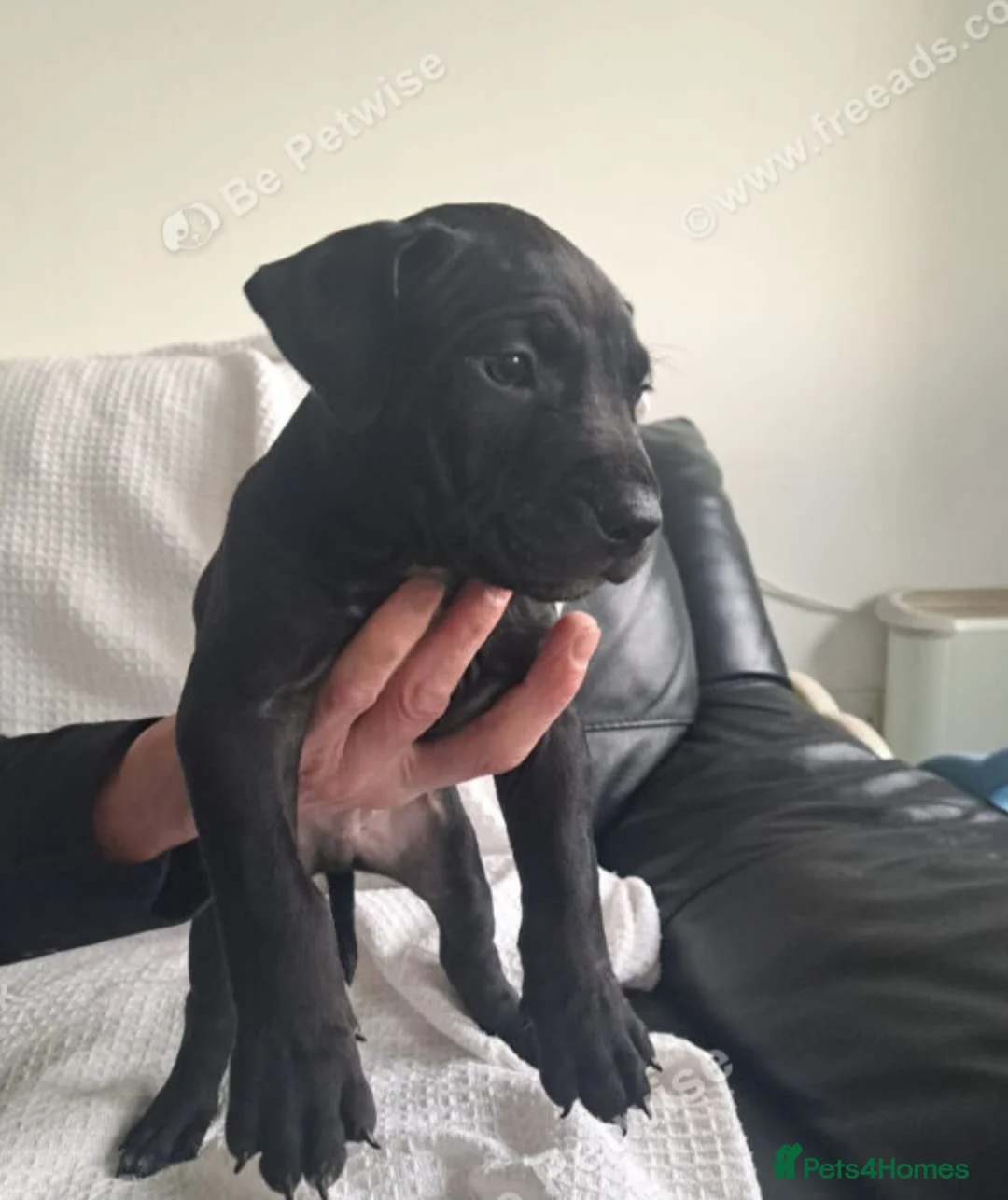 Mixed Breed dogs for sale: American staffordshire cross english bull terrier - Advert 1