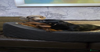 Miniature Dachshund dogs - Advert 4