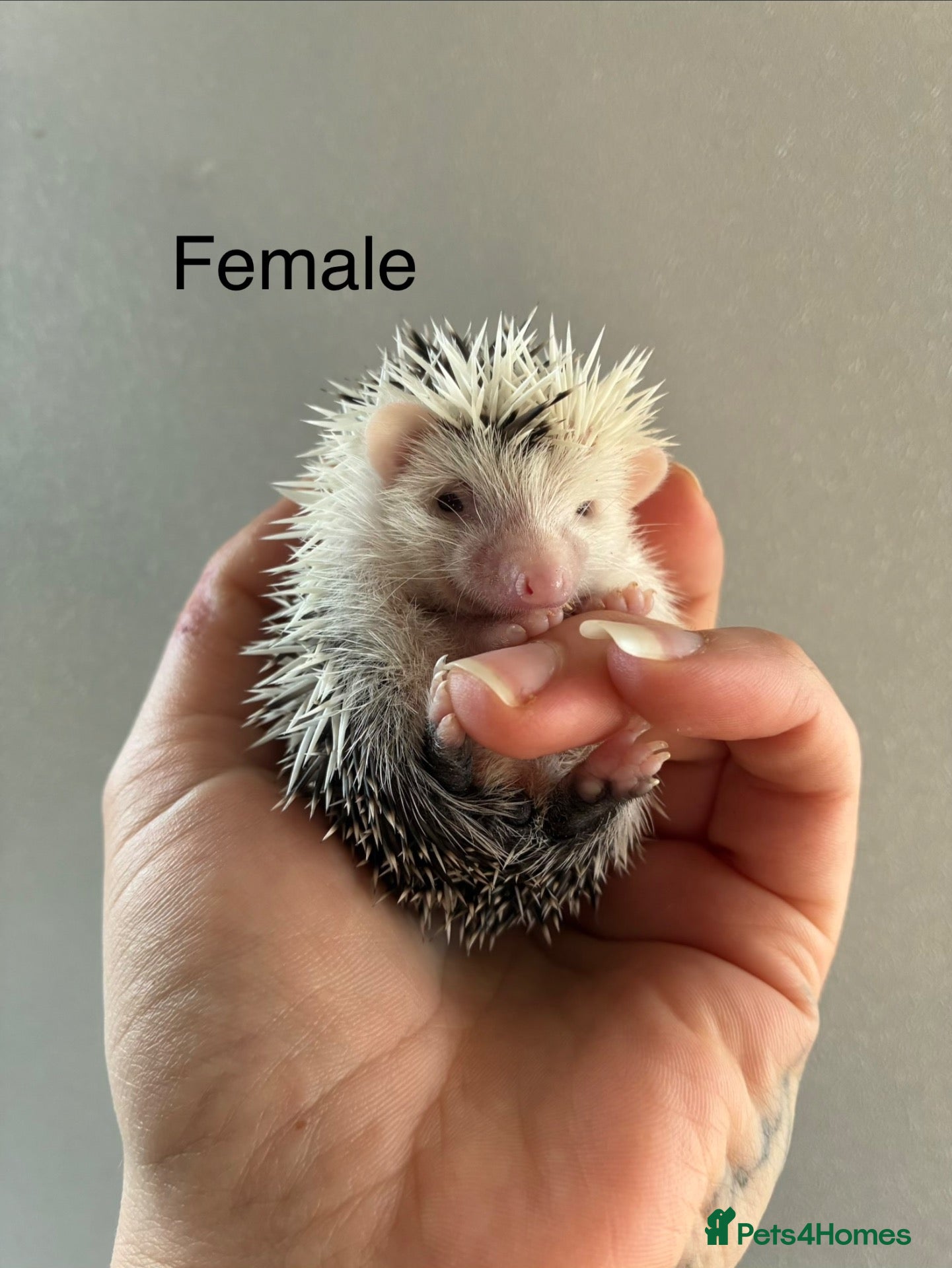 Pygmy Hedgehog rodents Gorgeous litter for Sale!  - Advert 15