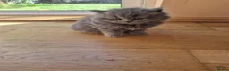 British Shorthair cats for sale: Kittens blue goy and girl in Nottingham - Advert 8
