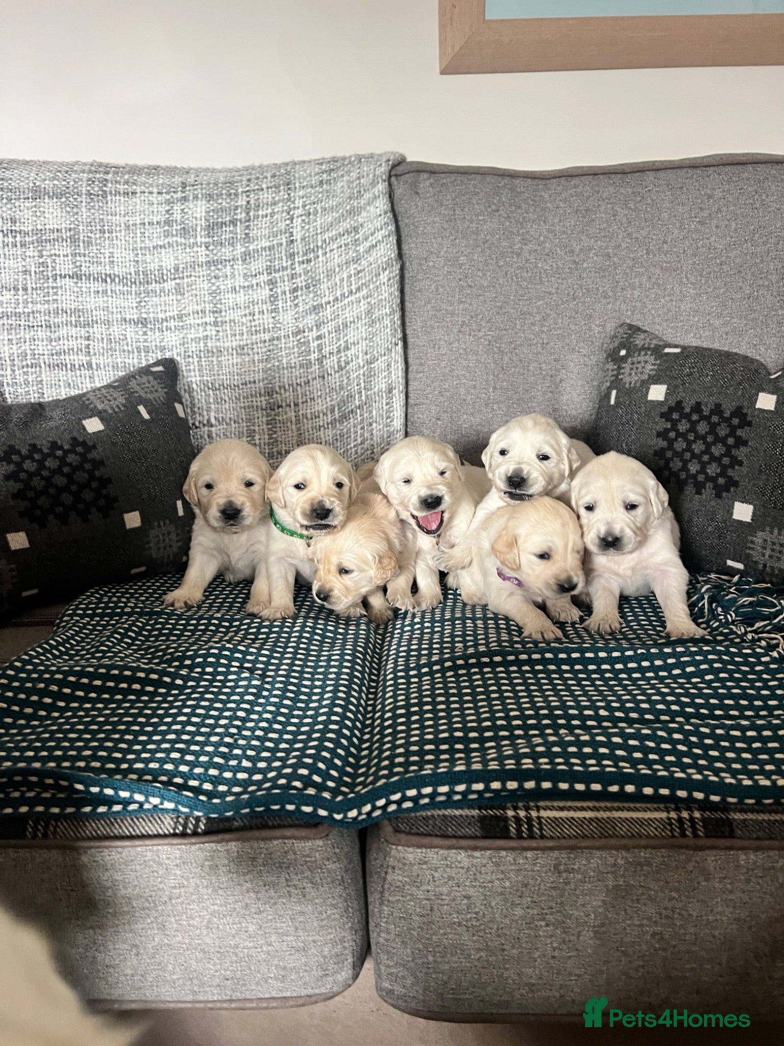 Golden Retriever dogs Golden Retrievers Seeking Forever Homes - Advert 1