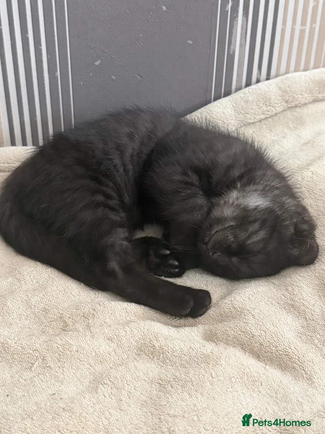Scottish Fold cats for sale: COSMO💙BSH&SCOTTISH FOLD Male  - Advert 2