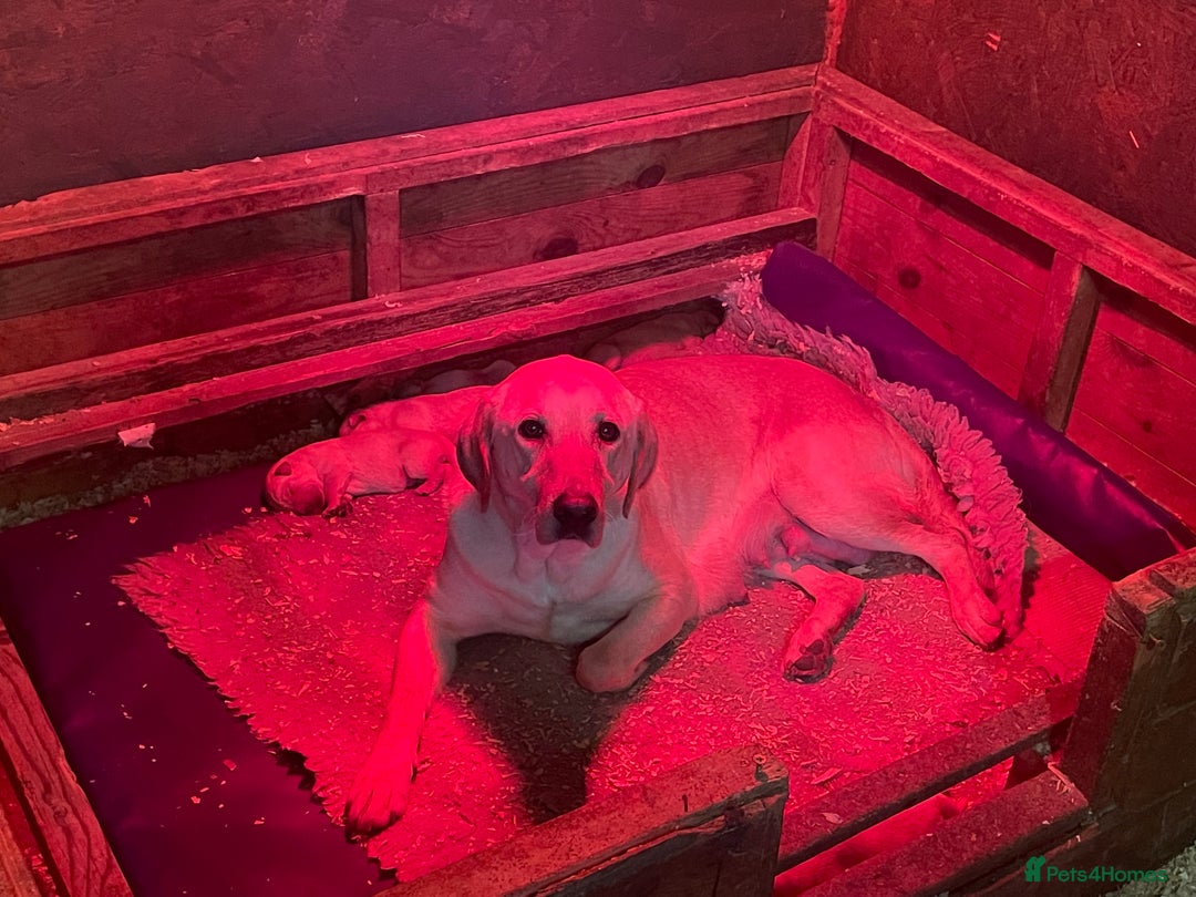 Labrador Retriever dogs for sale: Labrador pups full pedigree ready 22nd Dec - Image 5