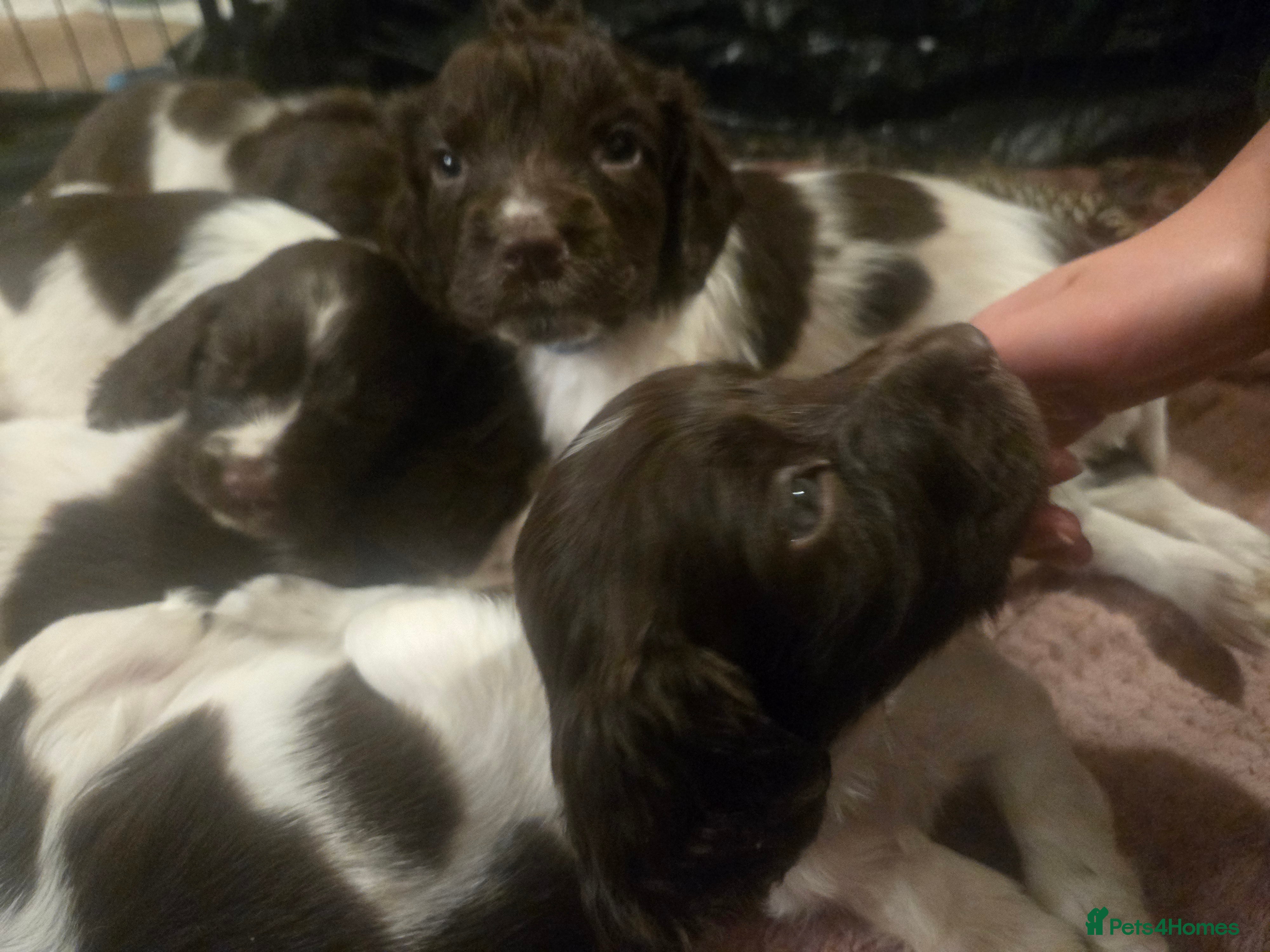 English Springer Spaniel dogs KC Registered English Springer Spaniel Puppies - Advert 7