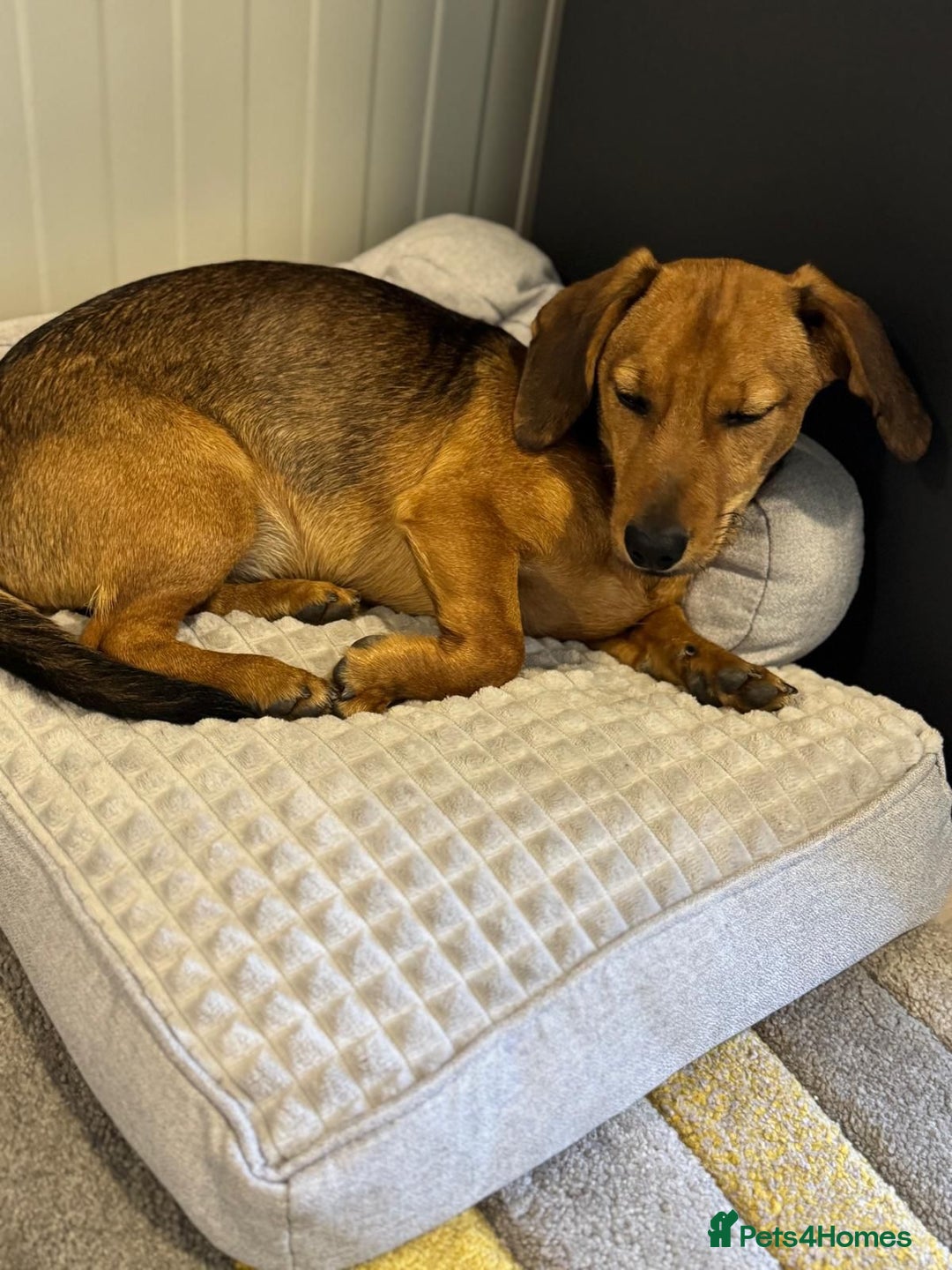 Mixed Breed dogs for adoption: Cutie pie Alex ready for his home - Advert 1