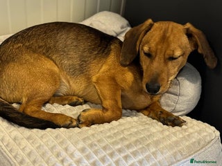 Mixed Breed dogs Cutie pie Alex ready for his home - Advert 3