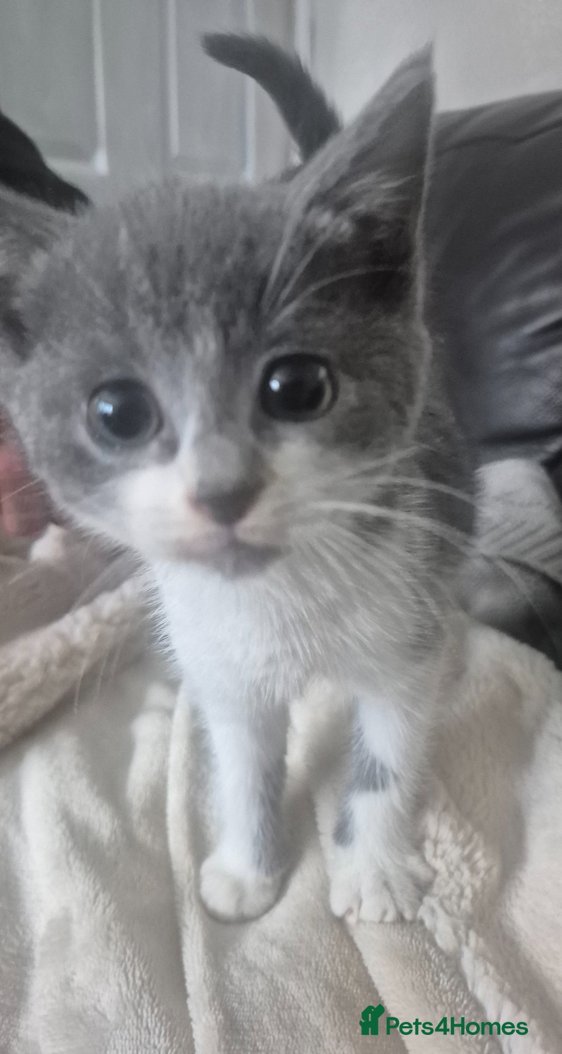 Mixed Breed cats for sale: Four gorgeous grey kittens - Advert 6