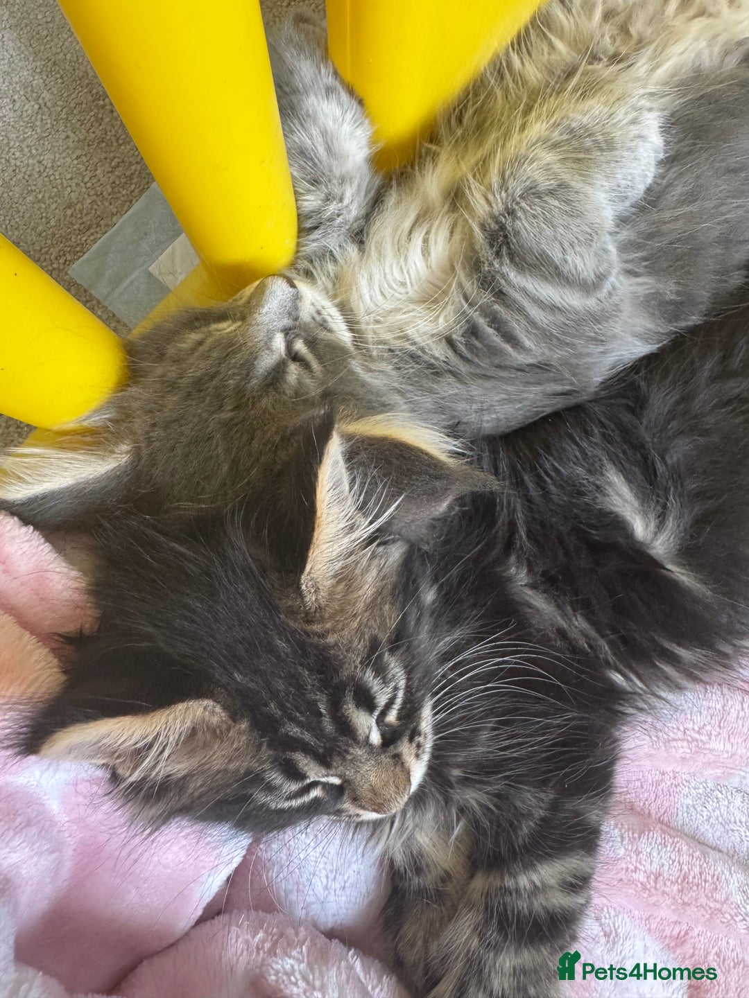 Maine Coon cats for sale: 4 big pure gorgeous Mainecoon boys  - Image 3