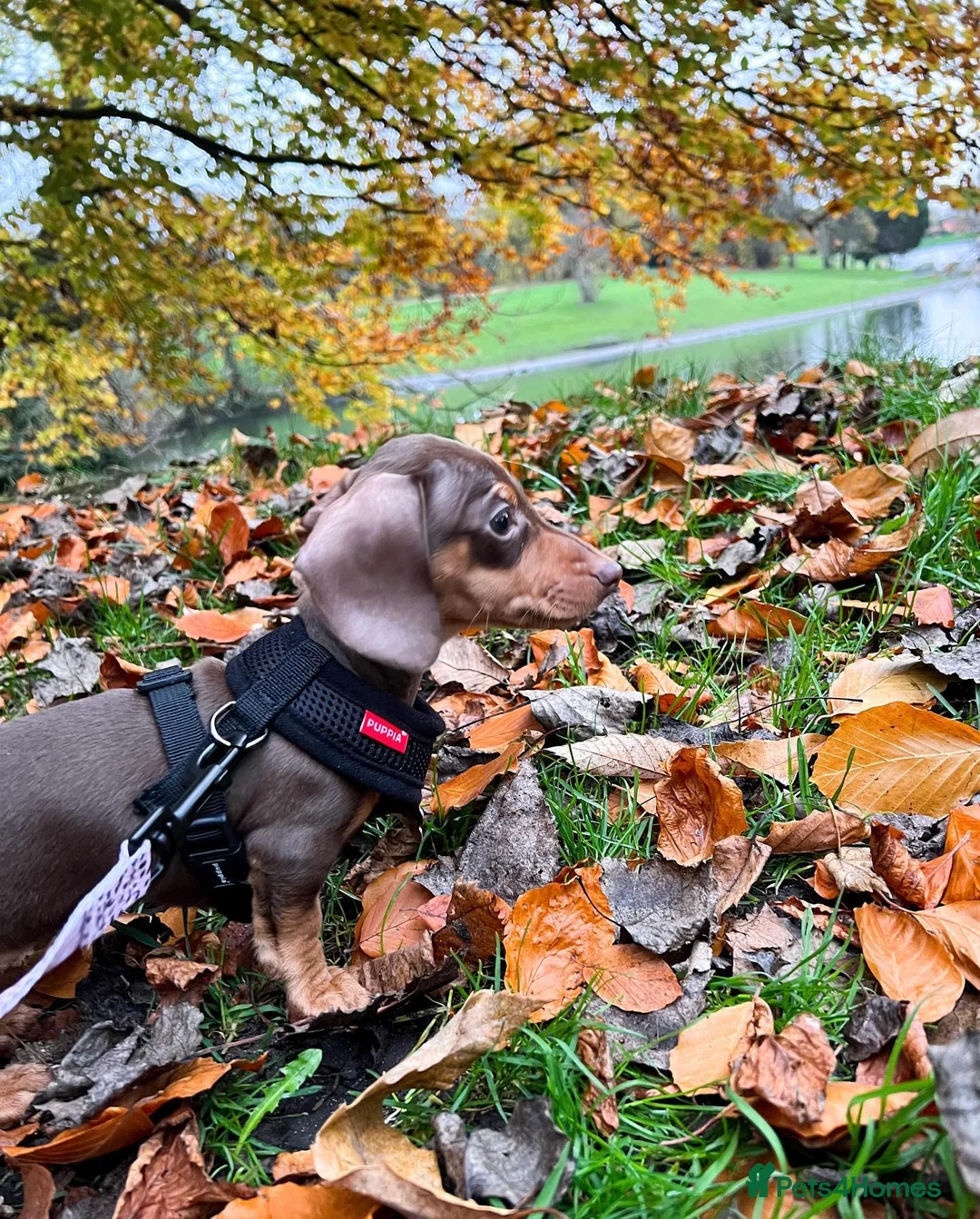 Miniature Dachshund dogs for sale: Miniature Dachshund Puppy - Advert 4